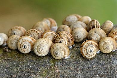 《F1车队经理2022》8月30日发售 预购可提前访问