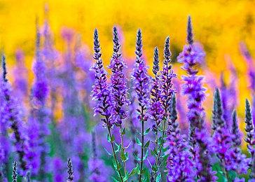 Apple Arcade版《魔法气泡 益智消消乐》5月16日迎来第二次版本更新